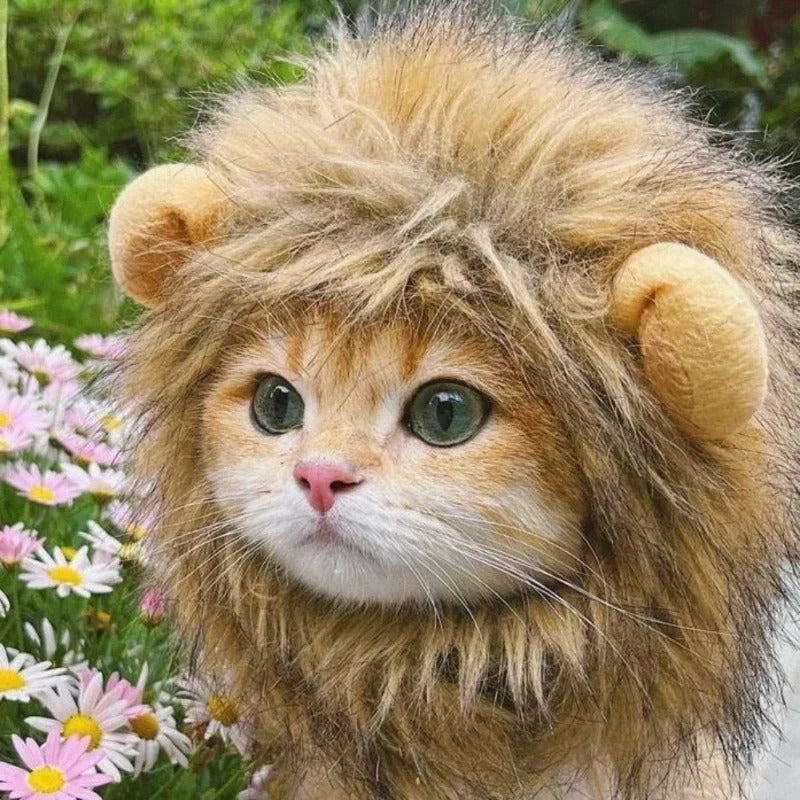 Cat Lion Wig .